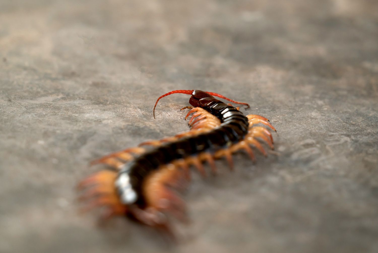 Centipedes in the house