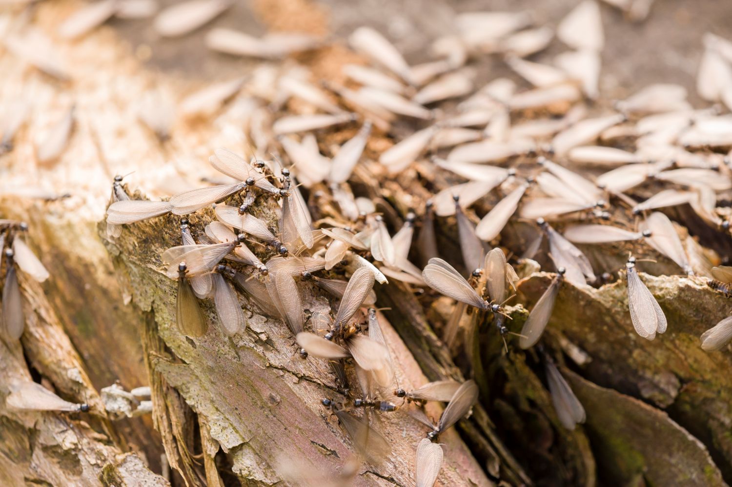 Flying termites (alates)