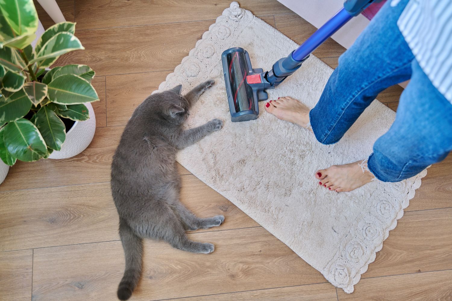 Keeping a home with cats clean